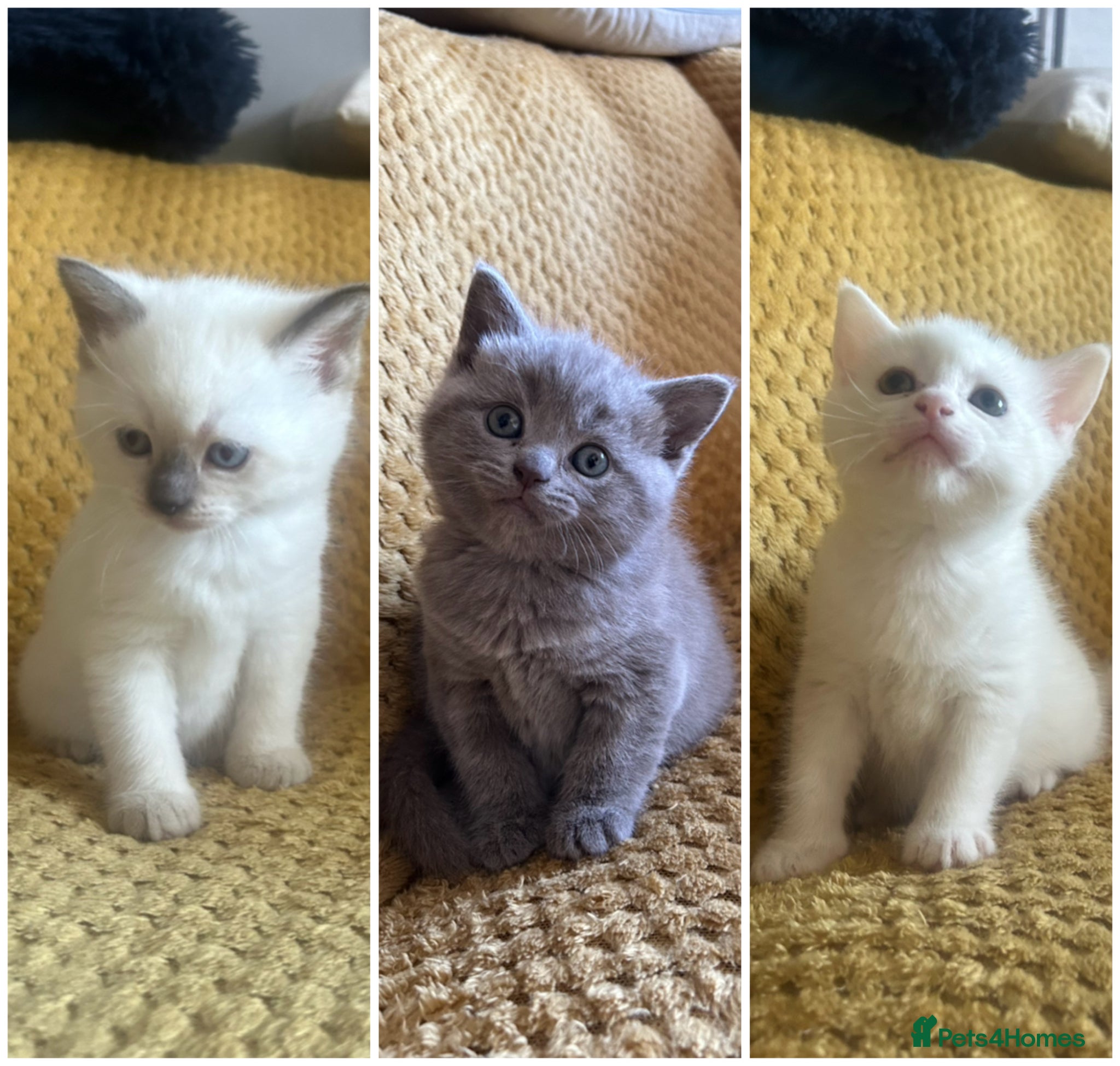 British Shorthair cats BRITISH SHORT HAIR X KITTENS  - Advert 6