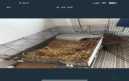 Guinea Pig rodents for sale: X2 male guinea pigs, everything included - Image 5
