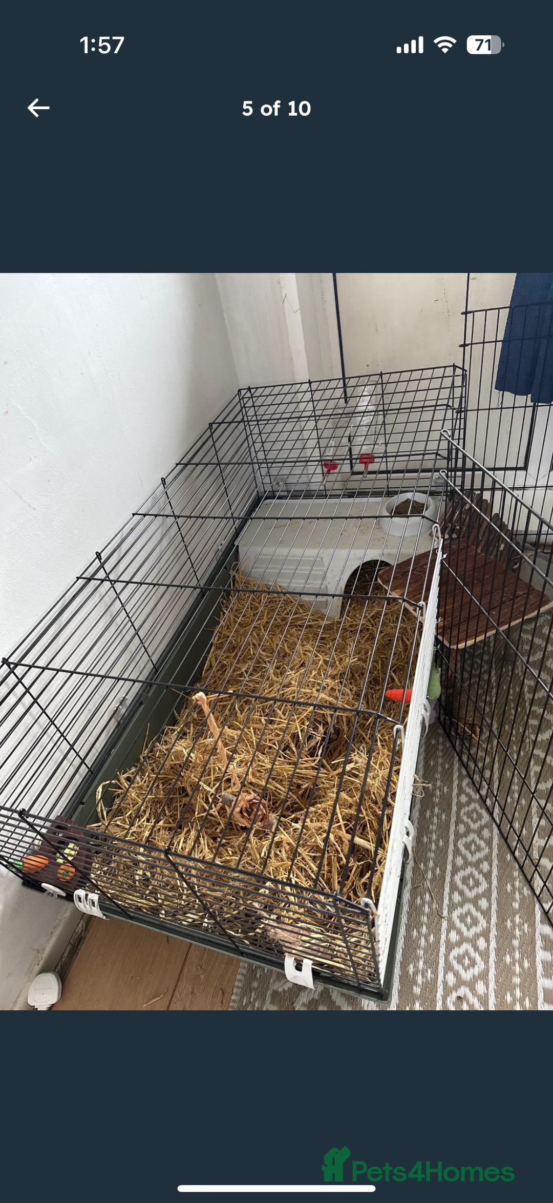 Guinea Pig rodents for sale: X2 male guinea pigs, everything included - Image 5