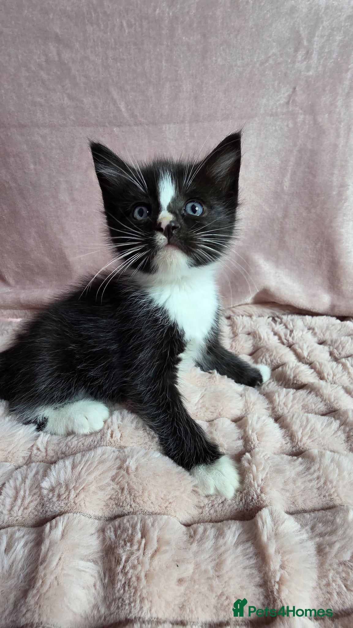 Mixed Breed cats for sale: Ragdoll cross kittens  - Advert 6