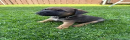 Border Terrier dogs for sale: Border terrier puppies  - Advert 4