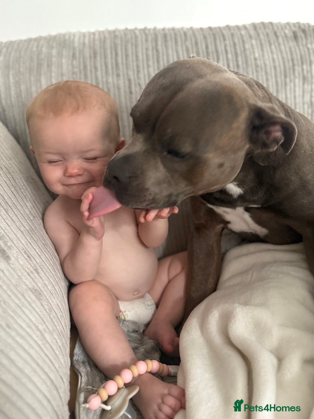 Staffordshire Bull Terrier dogs for sale: rocco - Image 6