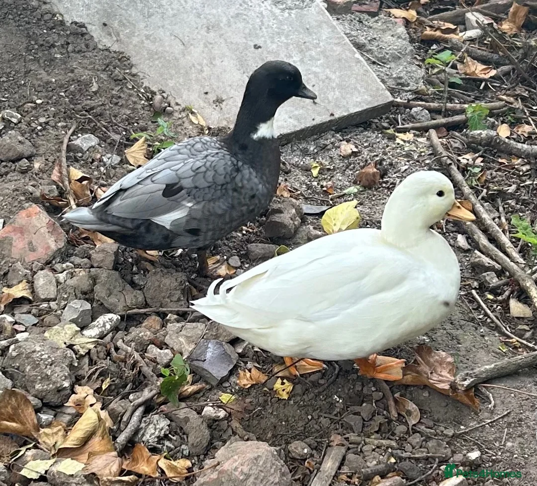 Ducks poultry for sale: Young pair of Call Ducks  in Congleton - Advert 1