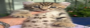 Keetso 2