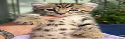 Keetso cats for sale: Stunning wild looking polydactyl curl ear keetsos  - Advert 21
