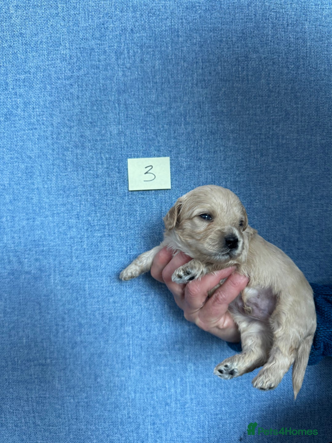 Cavachon dogs for sale: Cavapoochon puppies for sale - Advert 11