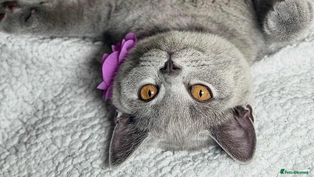 British Shorthair cats for sale: 🐾 Stunning British Shorthairs kittens (Ready Now) - Advert 1