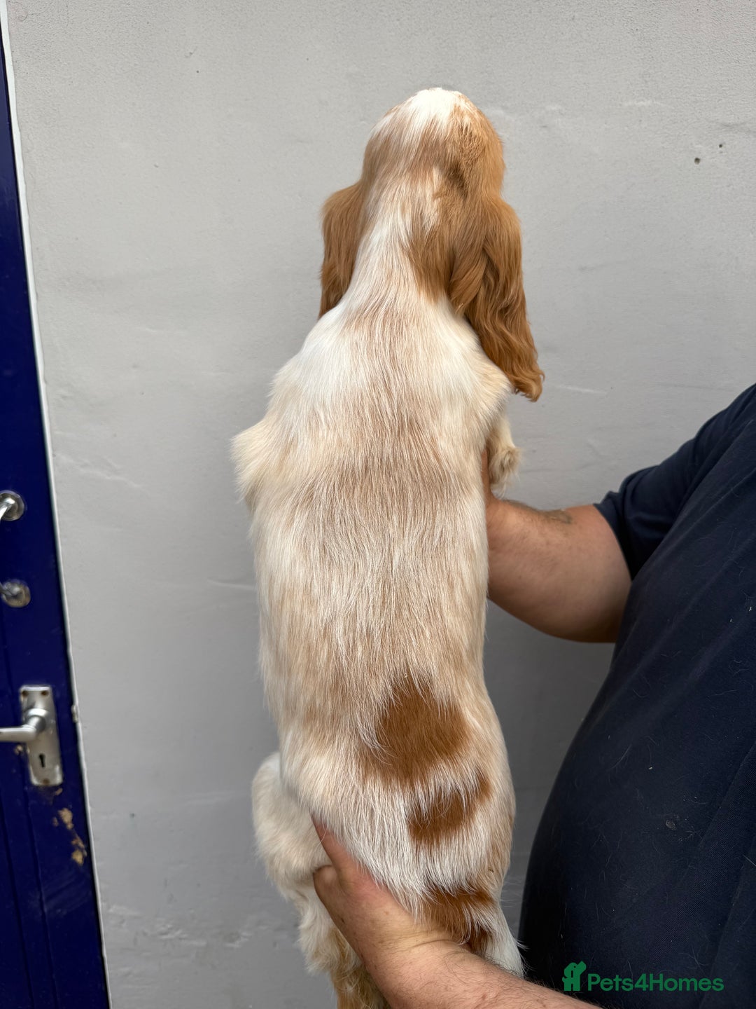 Cocker Spaniel dogs for sale: Fabulous Cocker Spaniel Pupies - Image 22