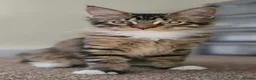 Maine Coon cats for sale: 1 TICA registered Maine Coon boy. - Advert 2