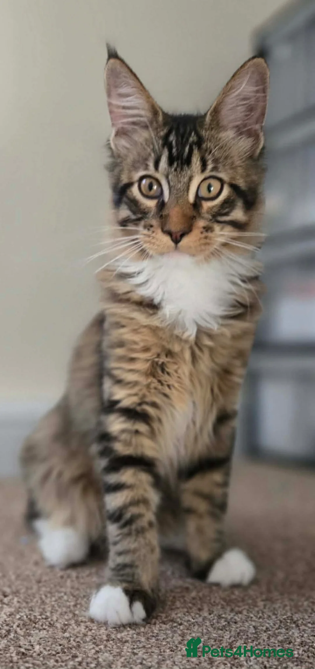 Maine Coon cats for sale: 1 TICA registered Maine Coon boy. - Advert 2