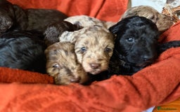 Cockapoo dogs for sale: F1 Cockapoos  - Image 17