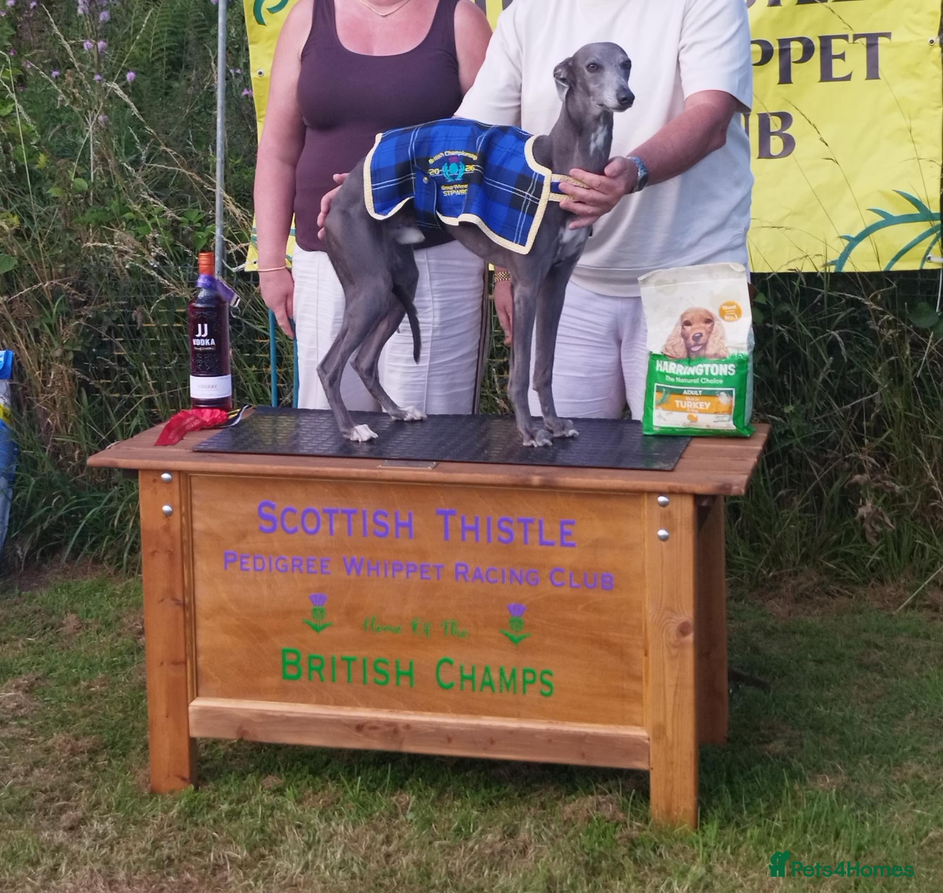 Whippet dogs KC Pedigree blue whippet - Advert 1