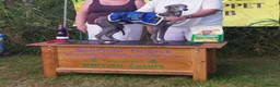 Whippet dogs for stud: KC Pedigree blue whippet - Advert 1