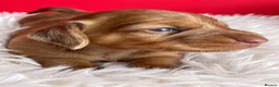 Miniature Dachshund dogs for sale: Miniature Dachshund Puppies Longhaired  - Advert 25