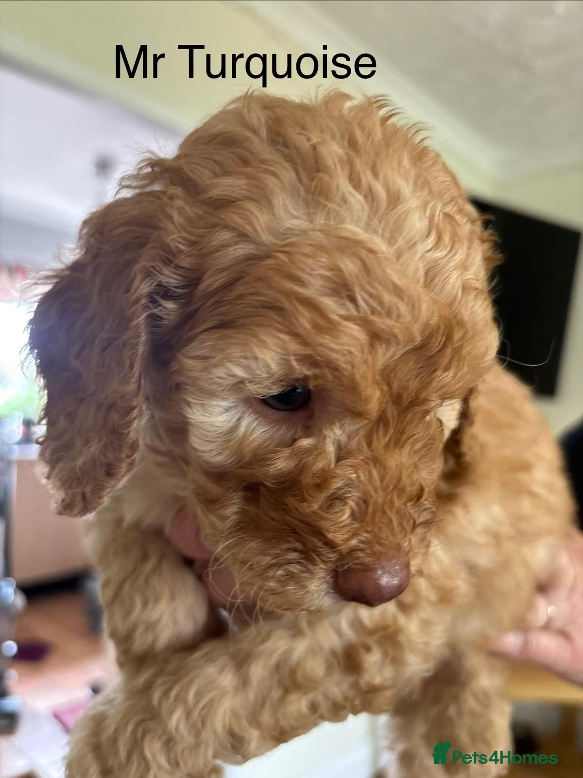 Mixed Breed dogs for sale: Moyen/Miniature Poodle in Gorebridge - Advert 8