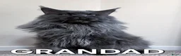 Maine Coon cats for sale: READY NOW XXL PEDIGREE TICA REGISTER KITTENS  - Advert 6