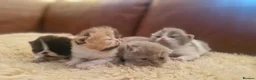 Exotic cats for sale: Persian exotic kittens - Advert 7