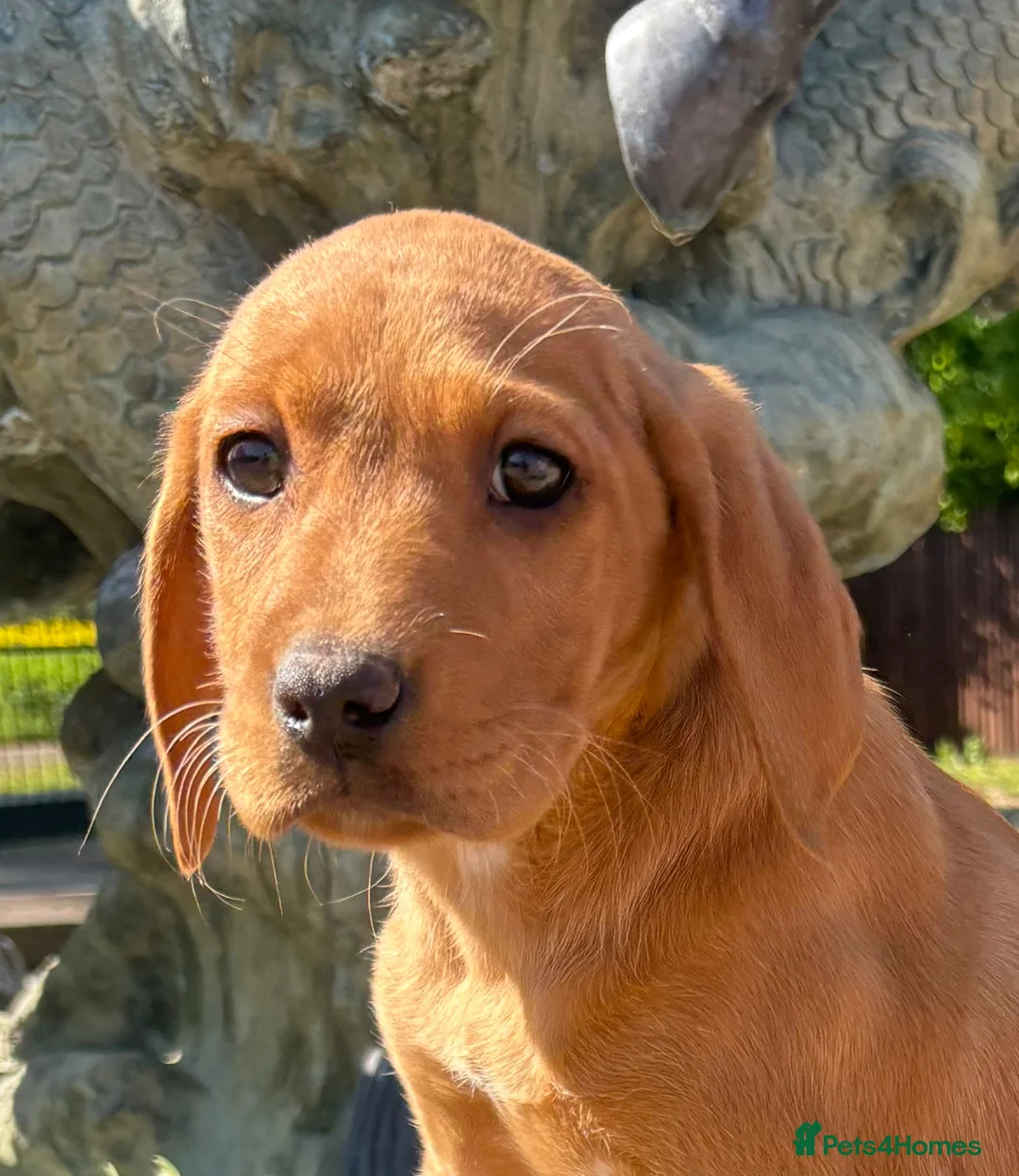 Labrador Retriever dogs for sale: Fox red Labrador  in Chichester - Advert 17