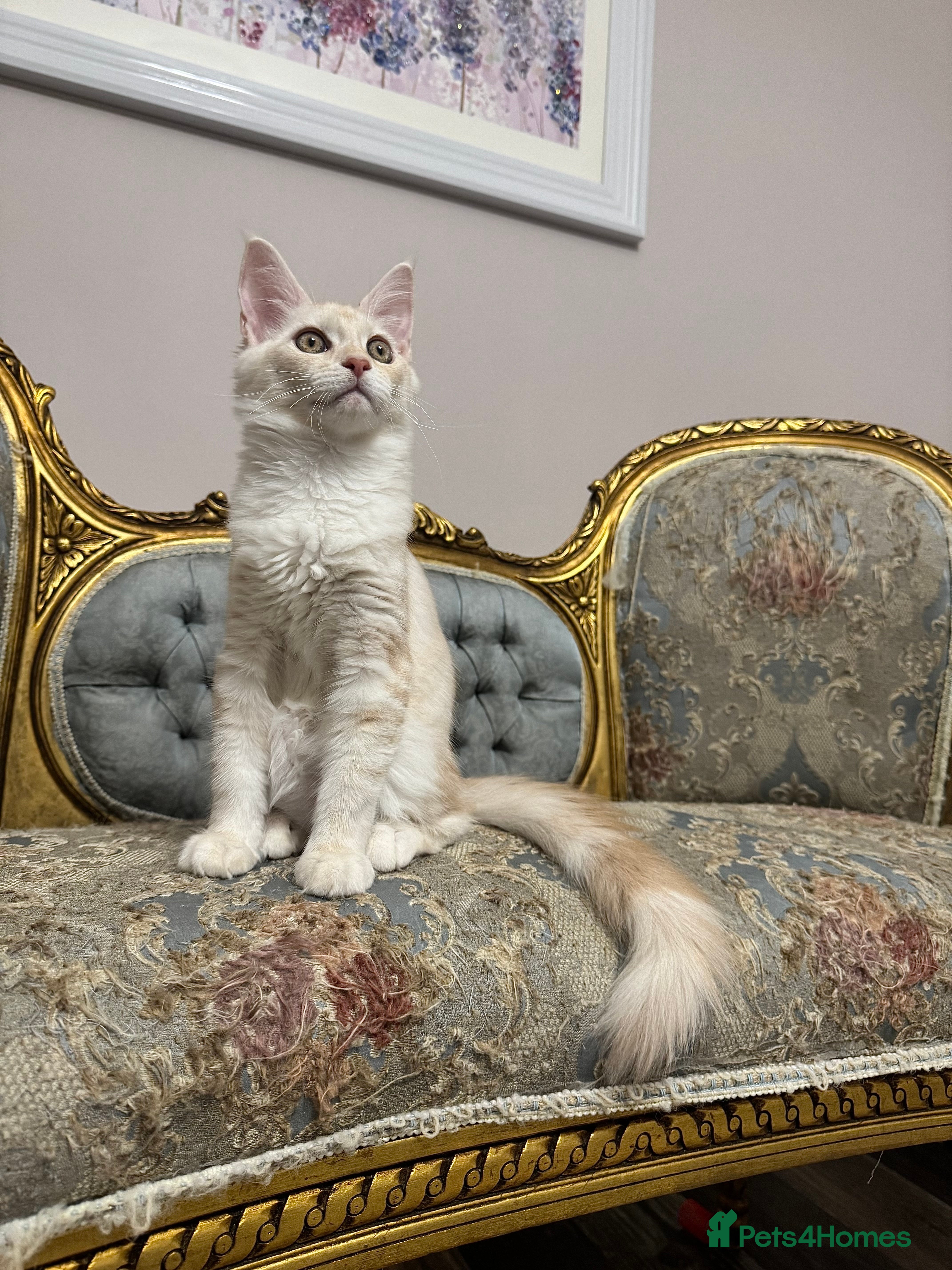 Maine Coon cats Maine Coon Kittens 🏆 20+ gen 🧬 Full Pedigree - Advert 2
