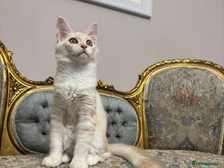 Maine Coon cats Maine Coon Kittens 🏆 20+ gen 🧬 Full Pedigree - Advert 4