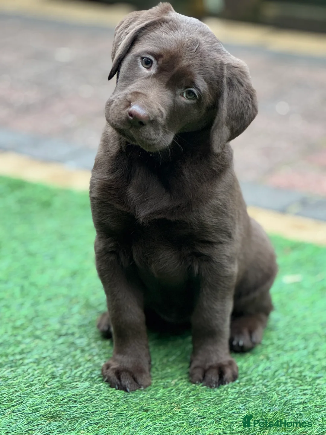 Labrador Retriever dogs for sale: Gorgeous Chunky Chocolate KC Girl - Advert 1