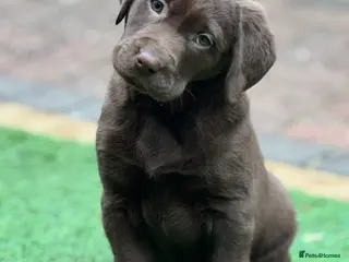 Labrador Retriever dogs Gorgeous Chunky Chocolate KC Girl - Advert 1