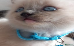Ragdoll cats for sale: Ragdoll - Image 4