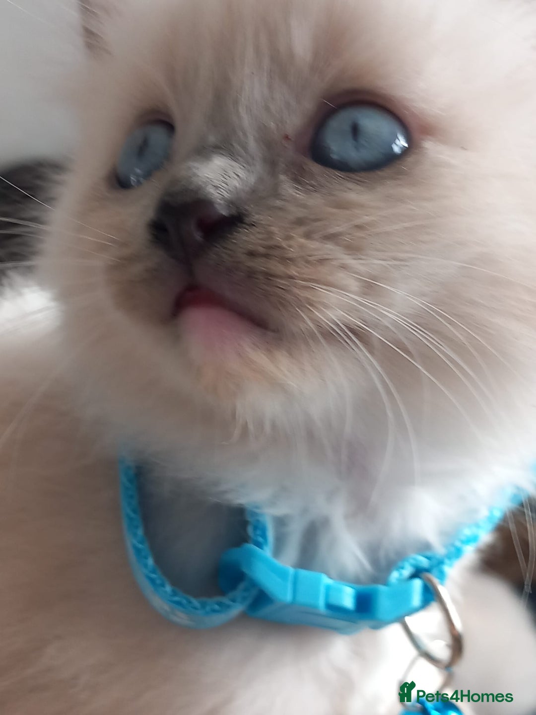 Ragdoll cats for sale: Ragdoll - Image 4