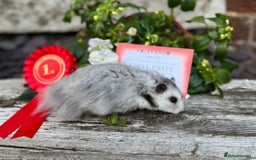 Hamster rodents for sale: Beautiful baby hamsters. Russian Dwarf and Syrian - Image 30