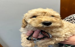 Miniature Poodle dogs for sale: Miniature poodles  - Image 20