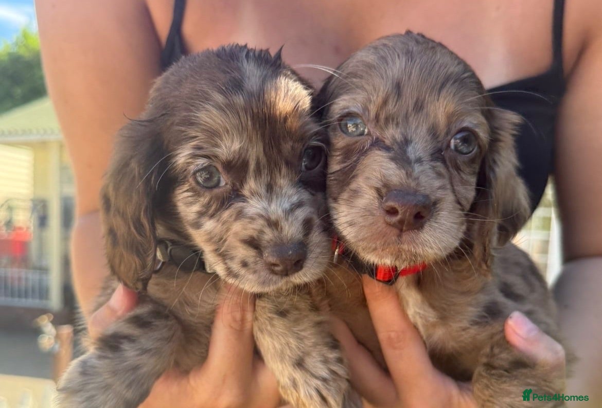 Sprocker dogs 5 left F1 Sprocker spaniels  - Advert 6