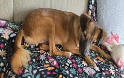 Mixed Breed dogs for adoption: Gorgeous little Lila - Image 9