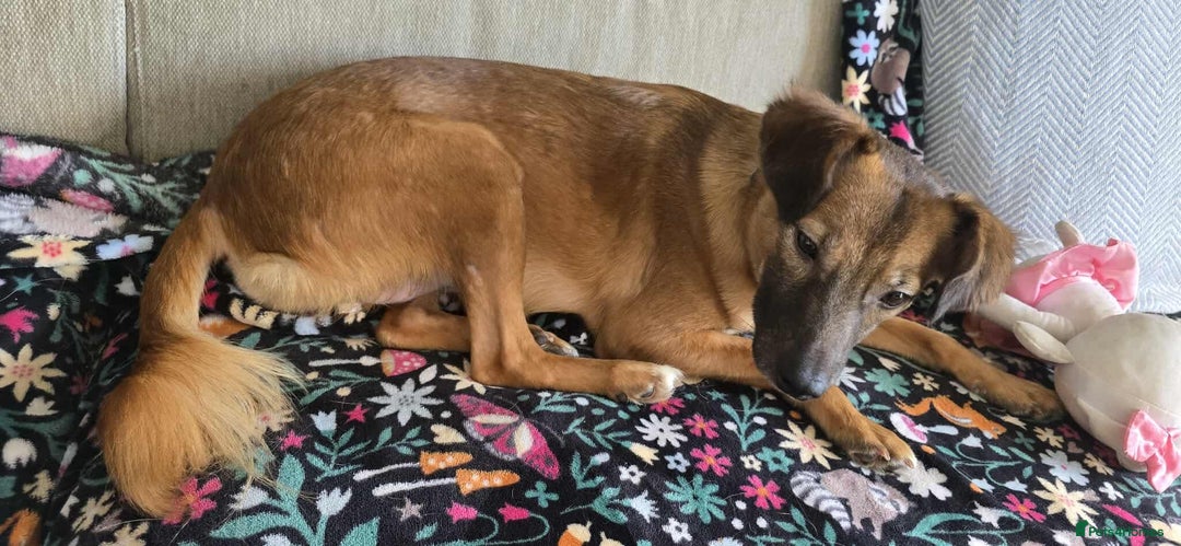 Mixed Breed dogs for adoption: Gorgeous little Lila - Image 9