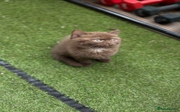 British Shorthair cats for sale: 🍫 Two Chocolate Girls British Shorthair Kittens🤎 - Image 15