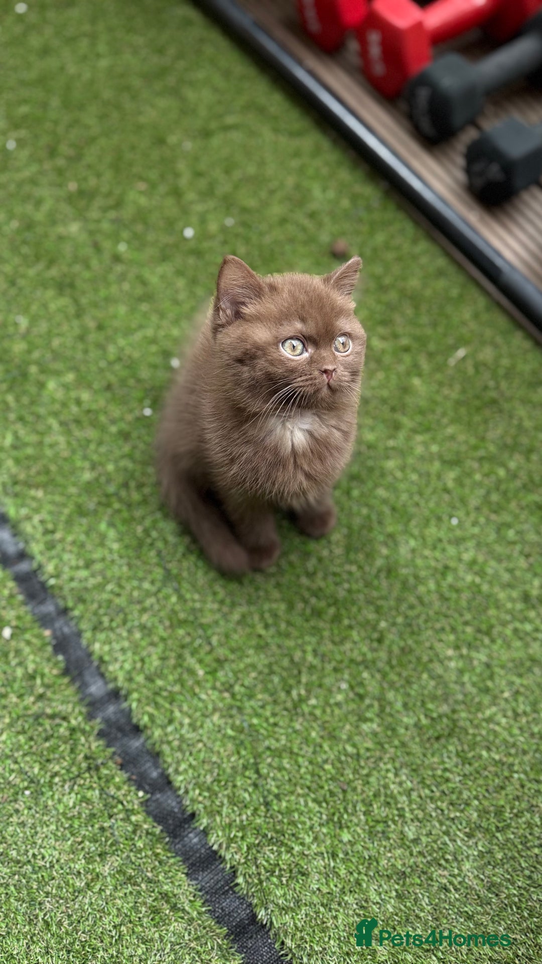 British Shorthair cats for sale: 🍫 Two Chocolate Girls British Shorthair Kittens🤎 - Image 15