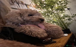 Mixed Breed dogs for sale: GORGEOUS TEDDY SMALL MINIATURE POODLE BOY  - Advert 1
