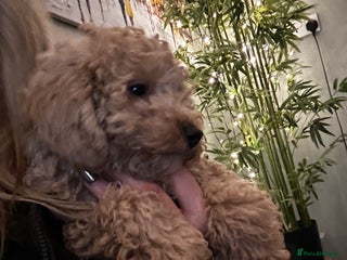 Mixed Breed dogs GORGEOUS TEDDY SMALL MINIATURE POODLE BOY - Advert 2
