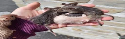 Mouse rodents for sale: Friendly fancy mice - Advert 2