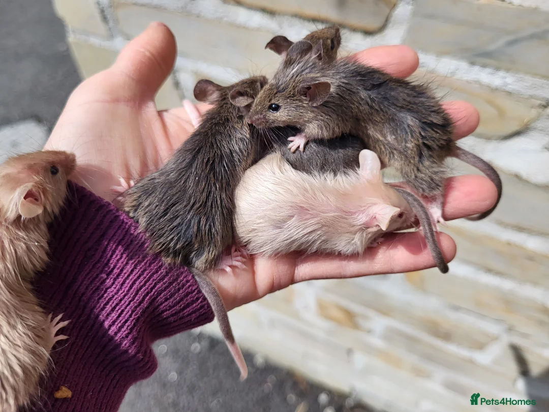 Mouse rodents for sale: Friendly fancy mice - Advert 2