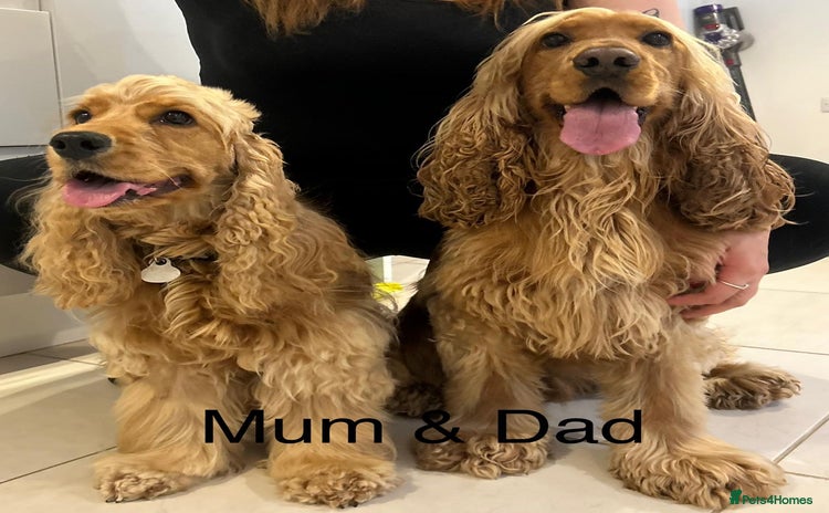Cocker Spaniel dogs - Advert 3