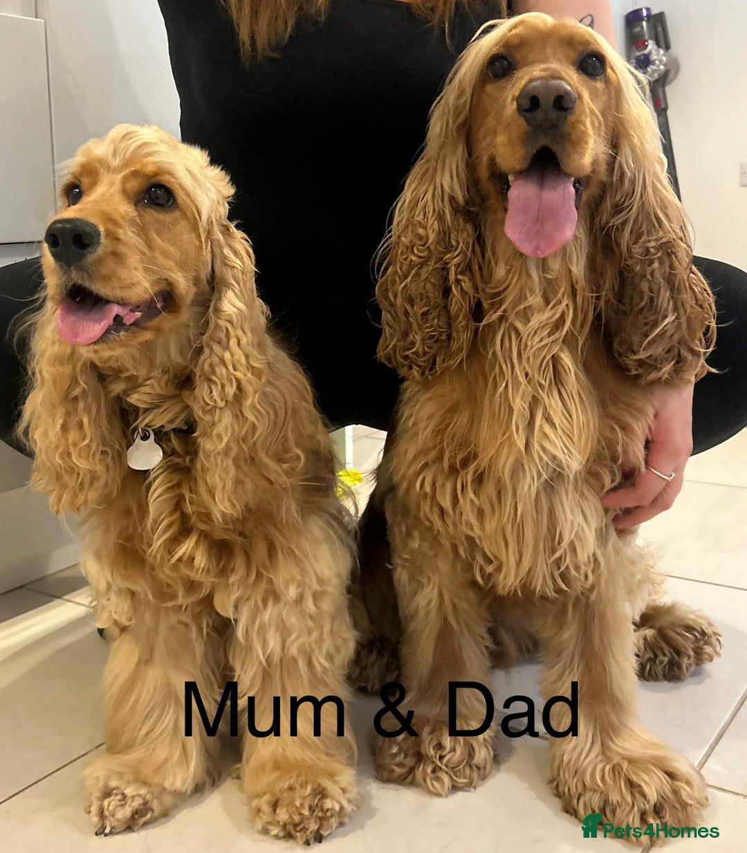Cocker Spaniel dogs for sale: SHOW Cocker Spaniel puppies  - Image 1