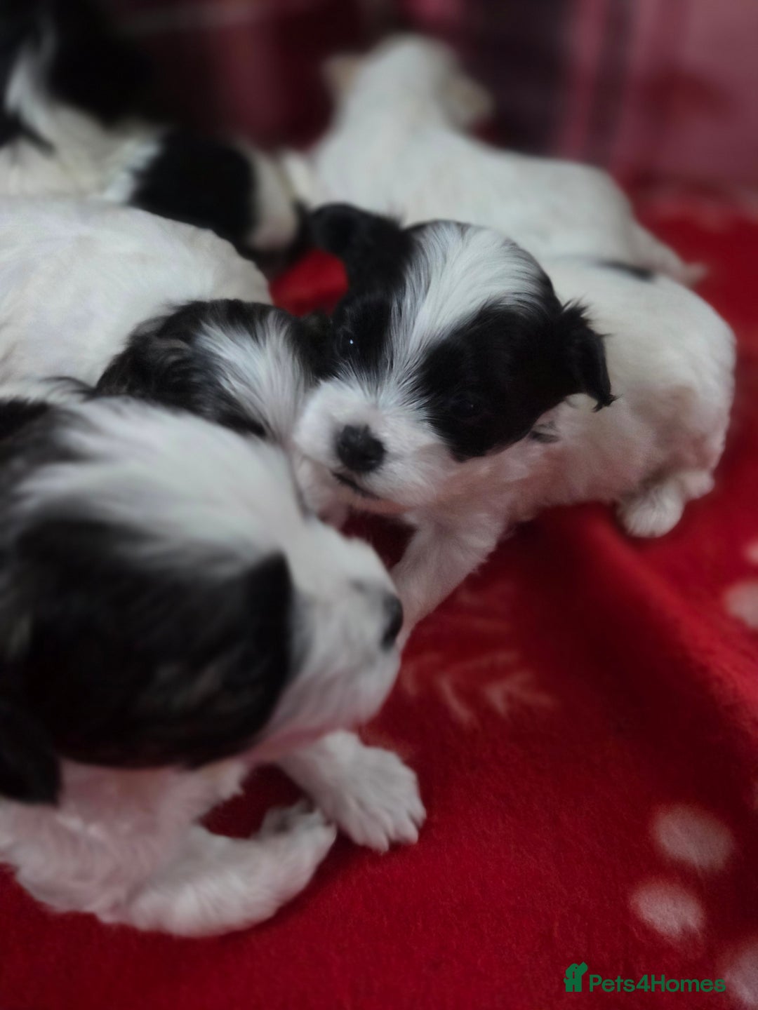 Maltese dogs for sale: 3 boys 1 girl x maltese puppies - Advert 18