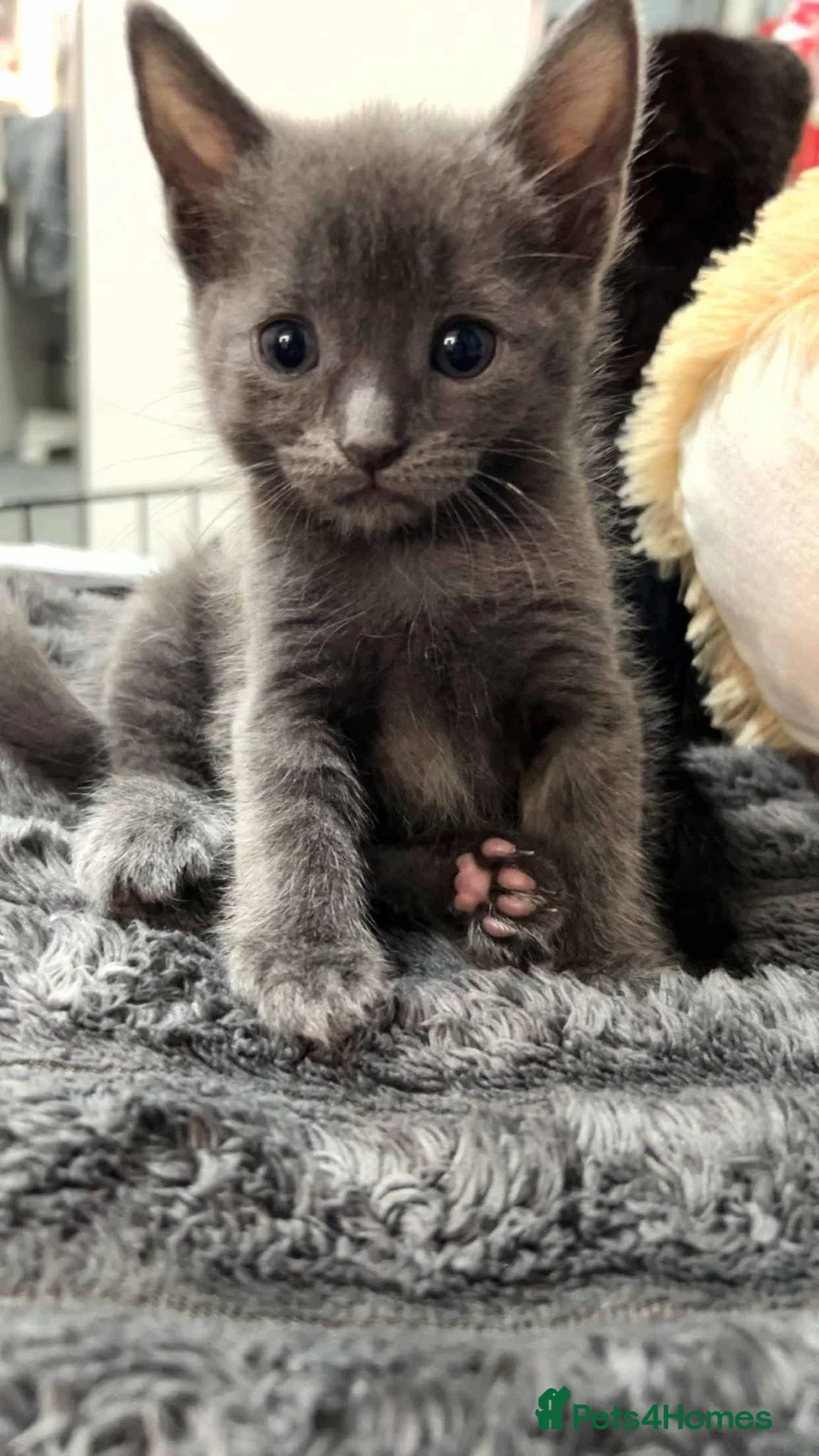 Mixed Breed cats for sale: Half British short hair kittens in Walsall - Advert 1