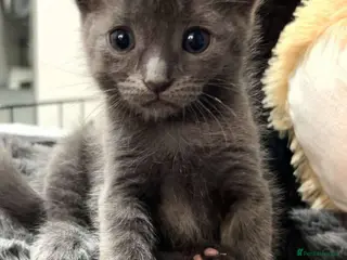 Mixed Breed cats Half British short hair kittens - Advert 1