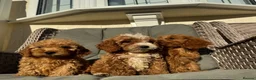 Cockapoo dogs for sale: F1 pra clear Cockapoos (council licensed) - Advert 7