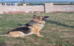 German Shepherd dogs for sale: 2 German Shepherd Bitches Ready Now - Image 11