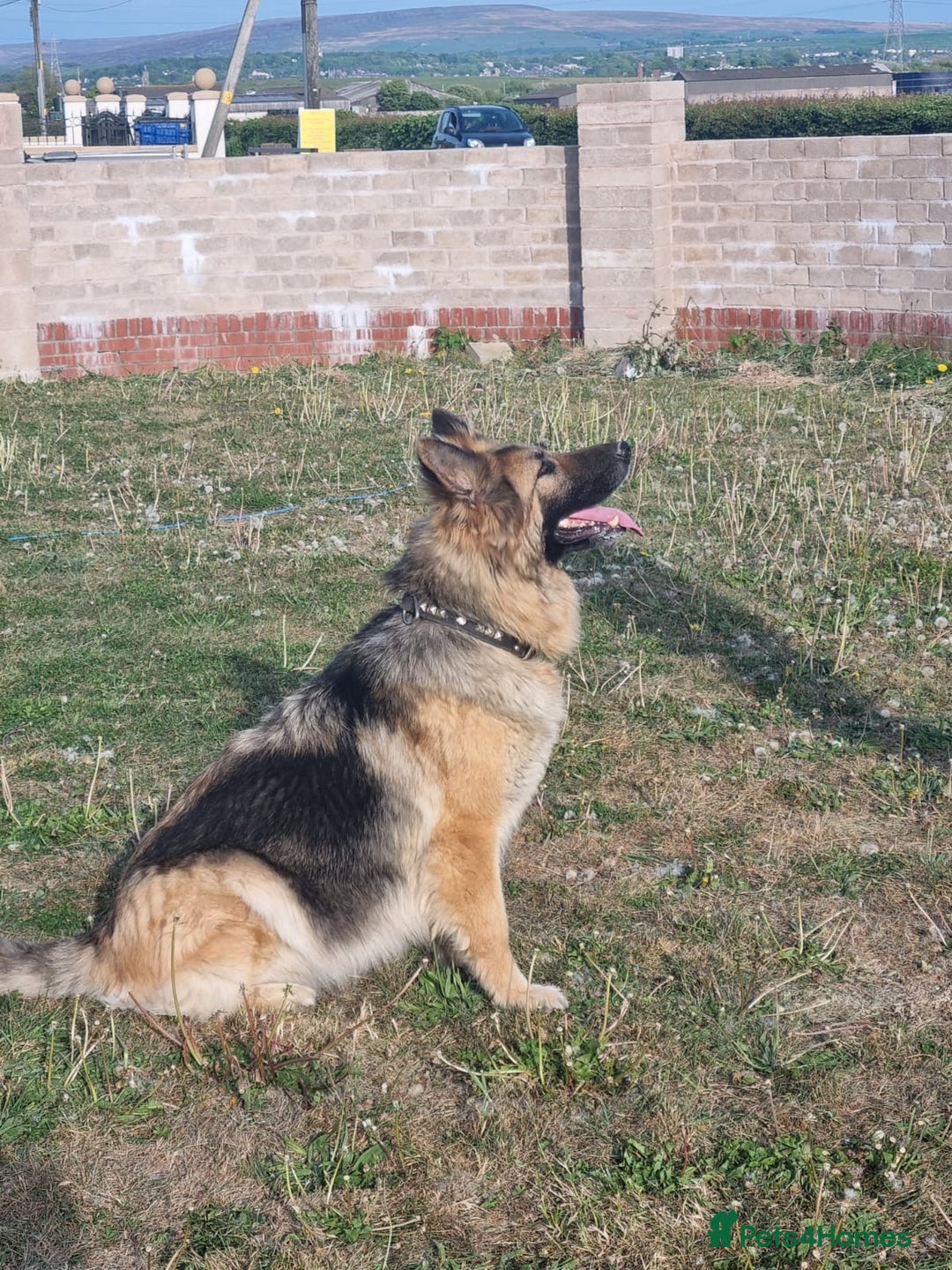 German Shepherd dogs for sale: 2 German Shepherd Bitches Ready Now - Image 11
