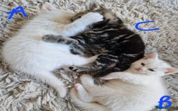 British Shorthair cats for sale: Beautiful British Shorthair Cross Kittens - Image 10