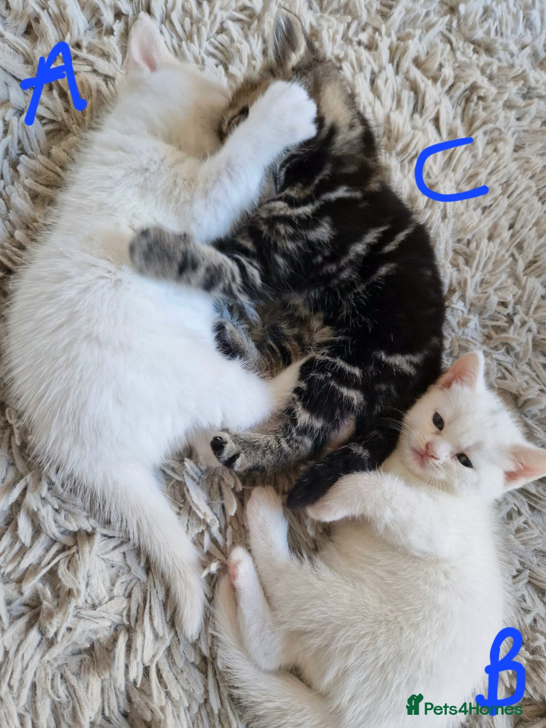 British Shorthair cats for sale: Beautiful British Shorthair Cross Kittens - Image 10