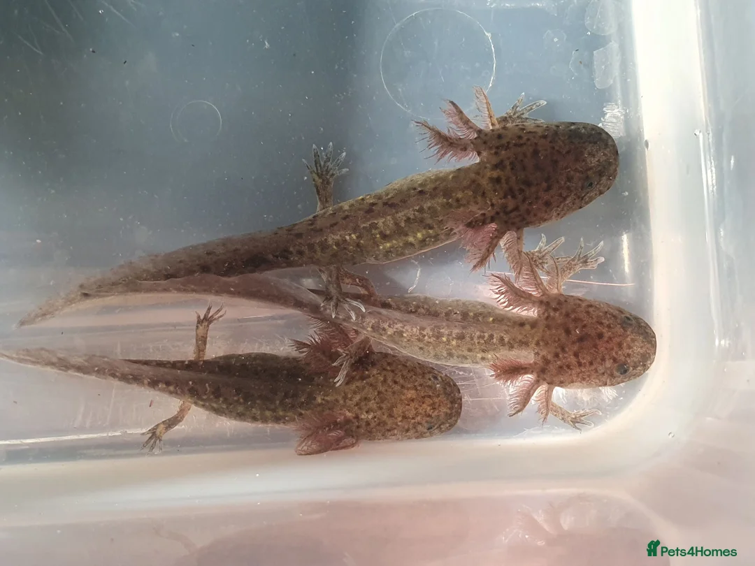 Axolotl reptiles for sale: Baby axolotls  - Advert 1